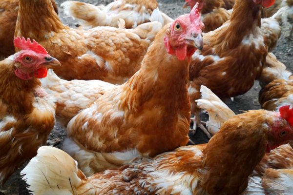 Kanoja Oma Maan Tuusulan tilalla - kuvituskuvaa