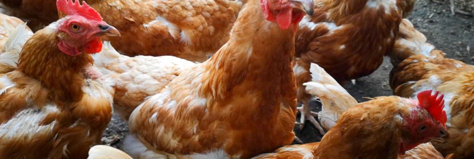 Kanoja Oma Maan Tuusulan tilalla - kuvituskuvaa