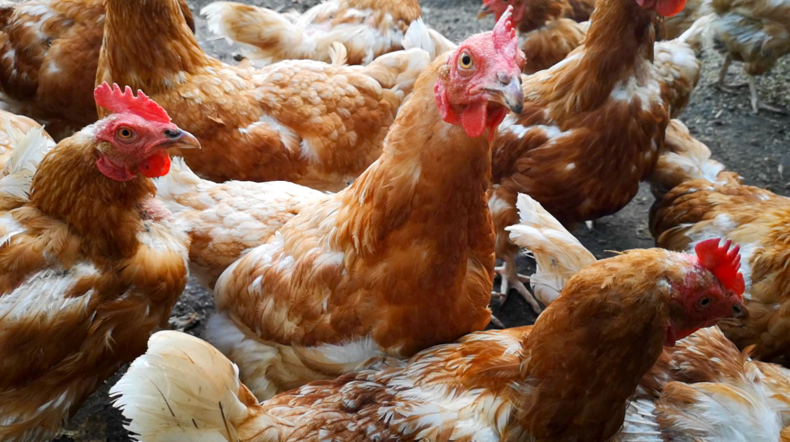 Kanoja Oma Maan Tuusulan tilalla - kuvituskuvaa